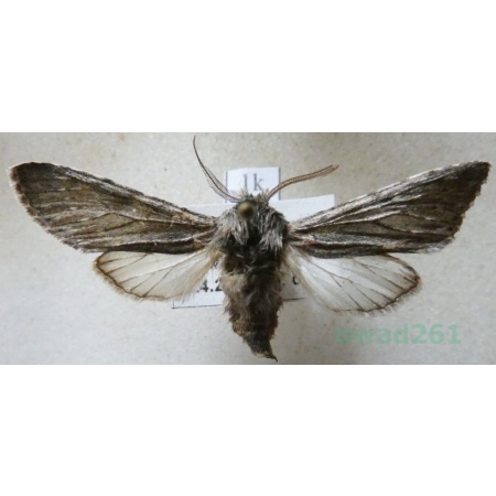 Dicranura ulmi (Denis & Schiffermüller, 1775) male Czech1k